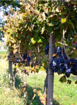 Sagrantino Montefalco